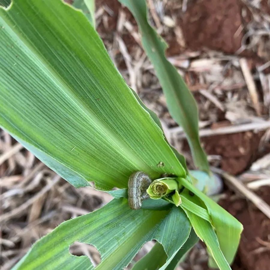 Invasi N De Spodoptera Frugiperda En Ma Z Puede Causar P Rdidas De M S