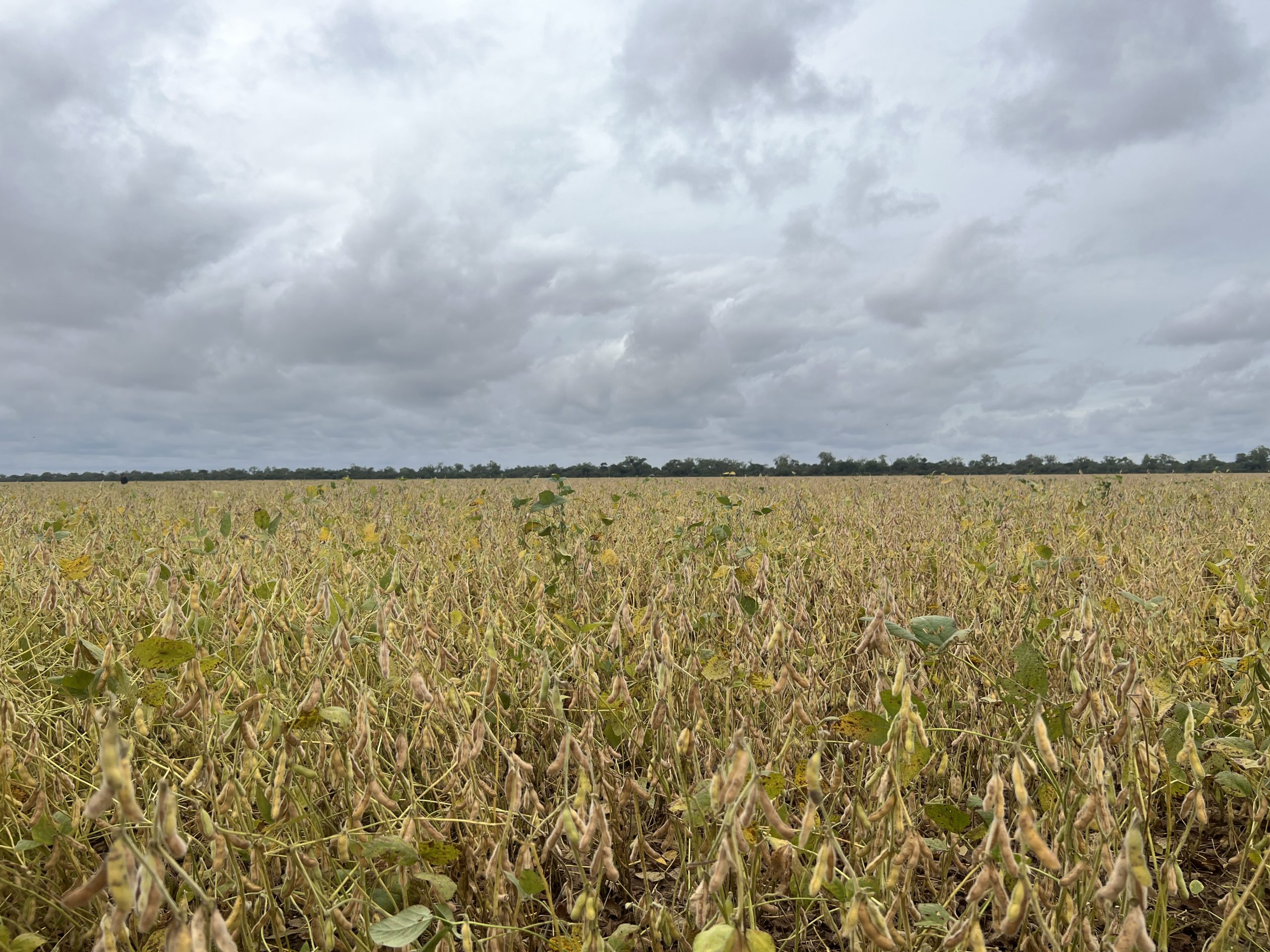 Grupo de productores argentinos busca expandirse y producir en el Chaco