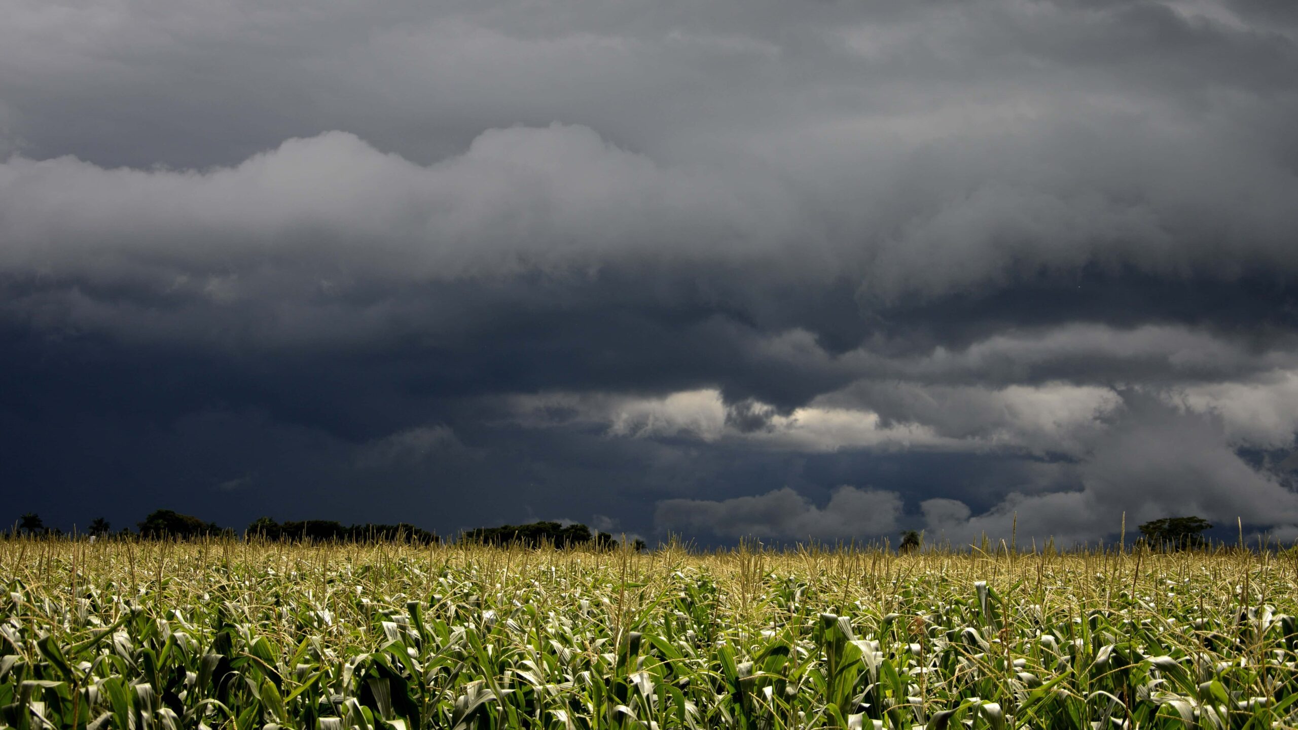 Un Respiro Para Los Cultivos De Invierno Pronostican D As De Bajas Temperaturas Y Lluvias En