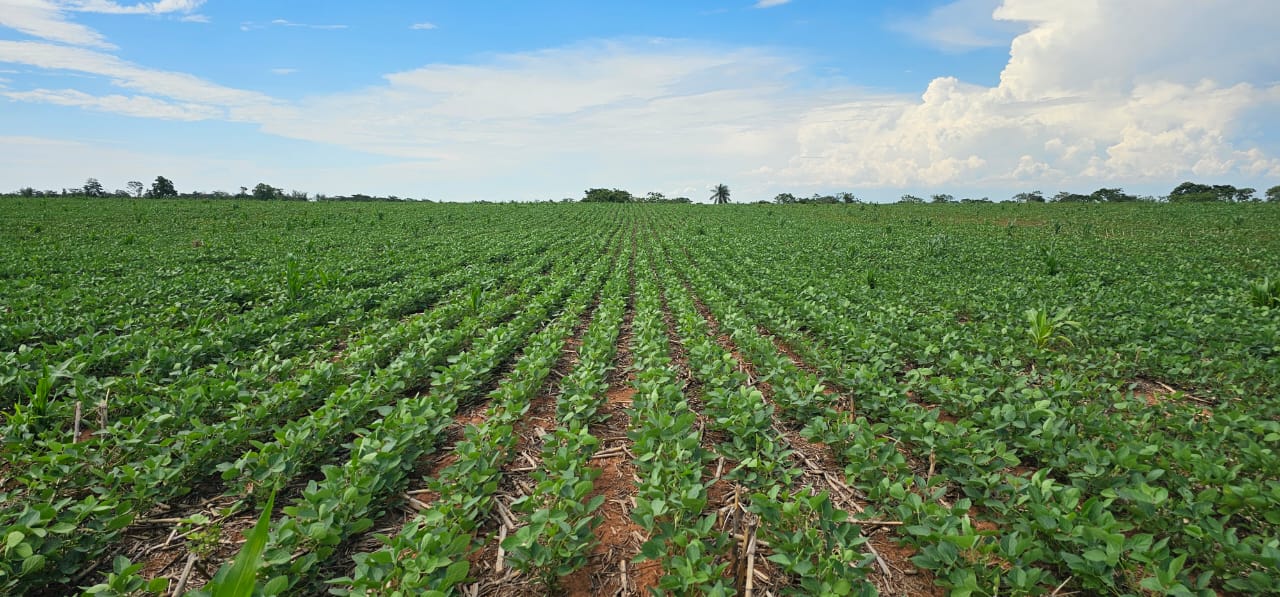 Área de siembra de soja en el Chaco caería 23,6%, pero continúa la ...
